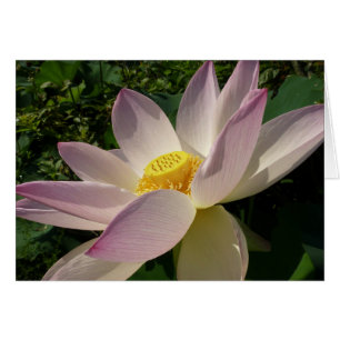 Pink Lotus Flower III Summer Floral