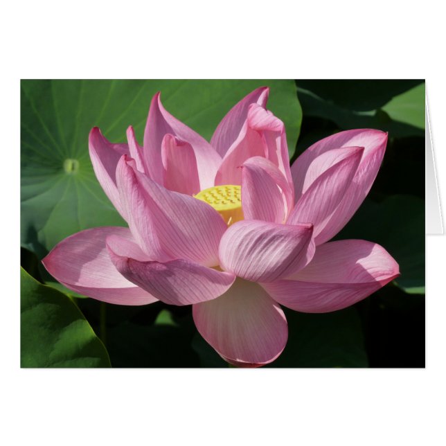 Pink Lotus Flower IV (Devant horizontal)