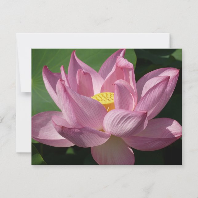 Pink Lotus Flower IV (Devant)
