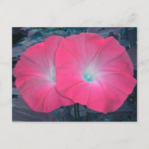 Pink N Turquoise Morning Glories Carte postale