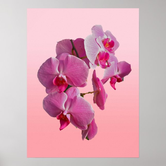 Pink Orchids Poster (Devant)