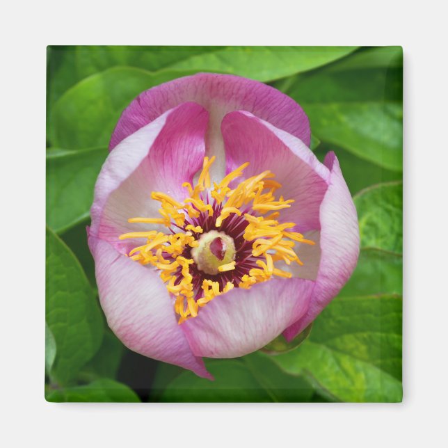 Pink Paeonia Flower Magnet (Devant)