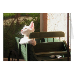 Pink Panther se déplace à nouveau
