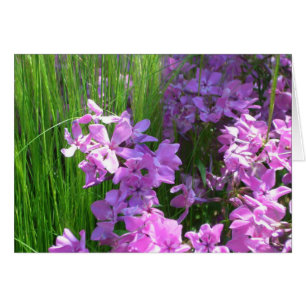 Pink Phlox et Grass été Floral