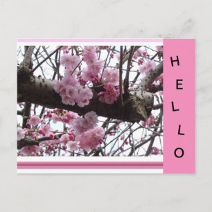 Pink Prunus Blossoms HELLO Carte Postale