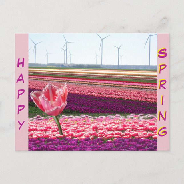Pink Purple Tulips Champ Bonne Carte Postale Print (Devant)