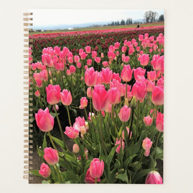Pink & Red Tulips à Field, Oregon (Devant)