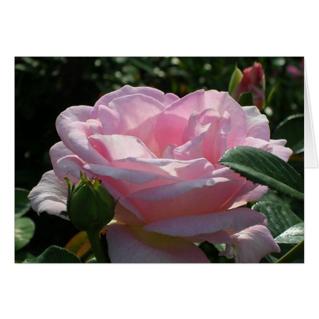 Pink Rose (Devant horizontal)