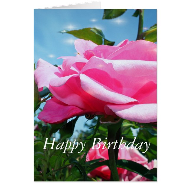 pink rose flower in blue sky. Happy birthday (Devant)