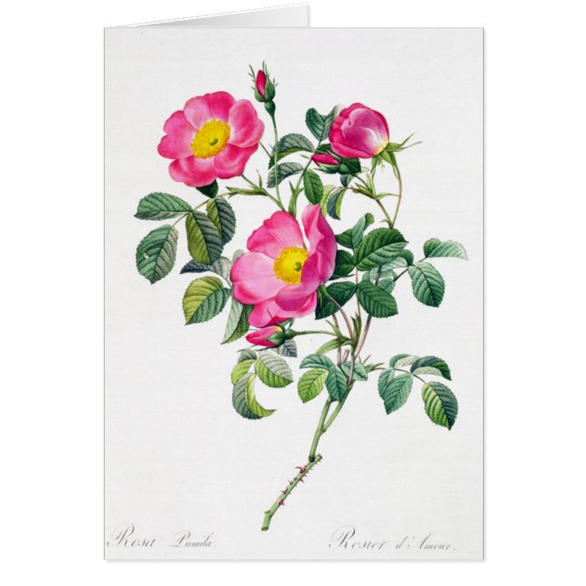 Pink Rose Rose Pierre-Joseph Redoute Carte de voeu (Devant)