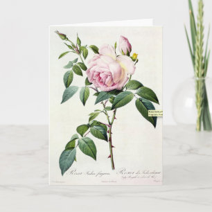Pink Rose Rose Pierre-Joseph Redoute Carte de voeu