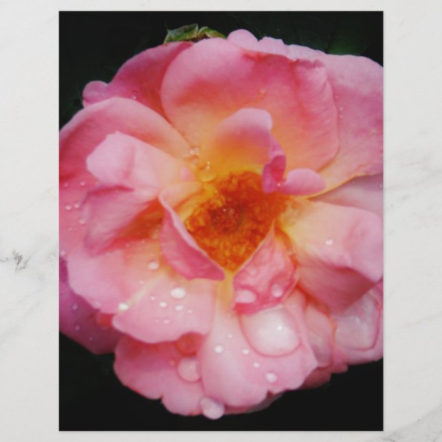 Pink Rose w/ Dew Drops Black Background (Devant)