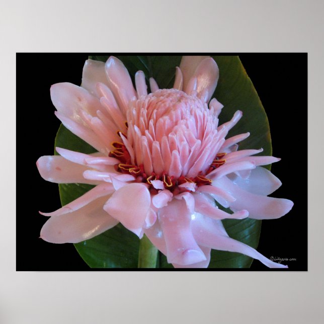 Pink Torch Ginger Hawaii Exotic Poster Prints (Devant)