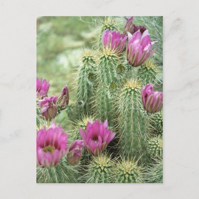 Pink Trill Bloom Cactus Arizona Carte Postale Phot (Devant)