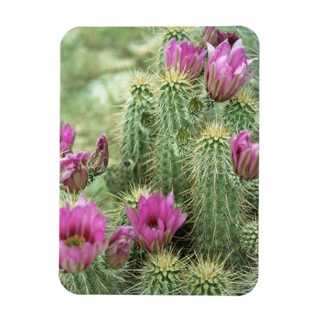 Pink Trill Bloom Cactus Decorative Fridge Magnets (Vertical)