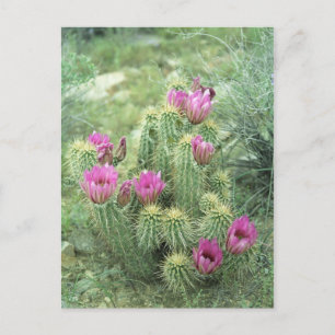Pink Trill Desert Sonoran Arizona Carte postale
