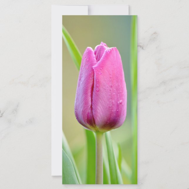 Pink tulip flower (Devant)