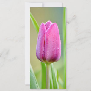 Pink tulip flower