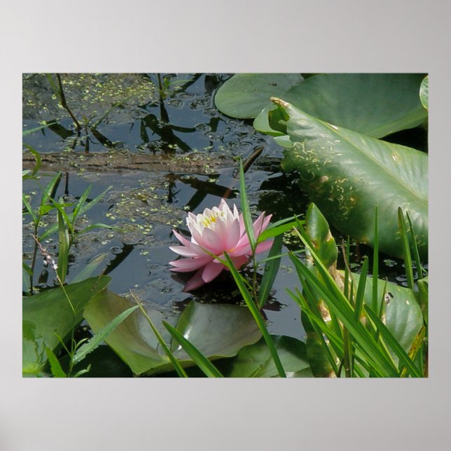 Pink Water Lily Poster (Devant)