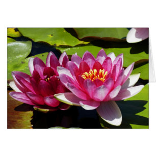 Pink Water Lys Pense À Votre Carte De Voeux