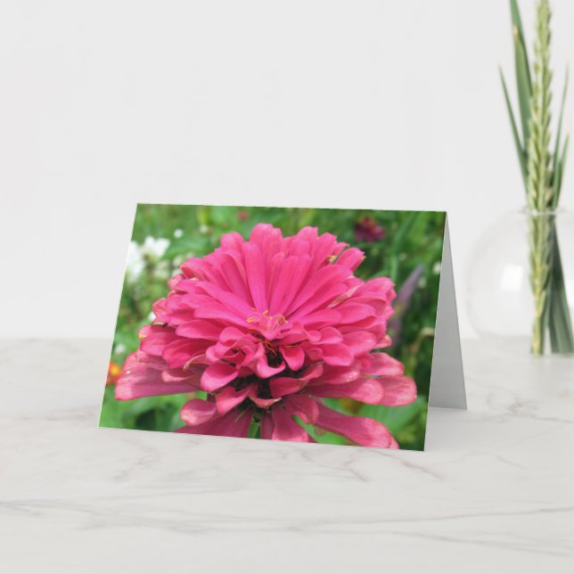 Pink Zinnia - Carte Anniversaire (Devant)