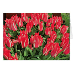 Pinocchio Tulips