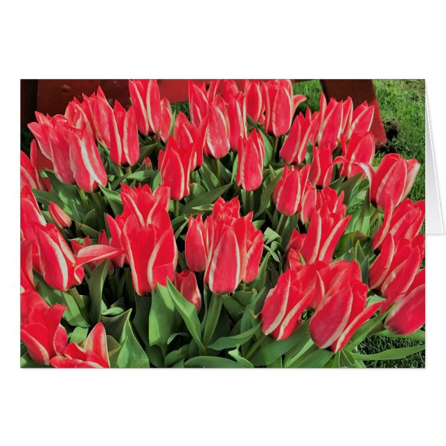 Pinocchio Tulips (Devant horizontal)