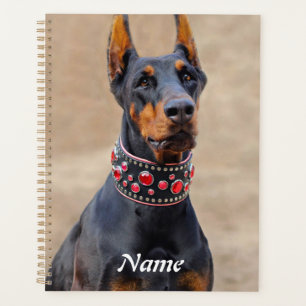 Pinscher noir et tan Doberman en col à bijoux