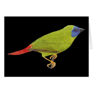 pinson Bleu-fait face de perroquet - trichroa