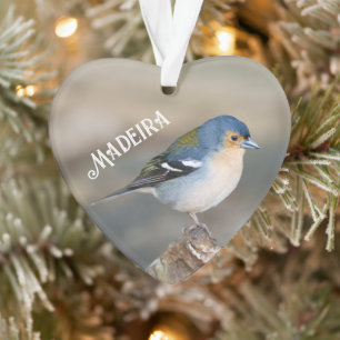 Pinson de Madère (Fringilla maderensis)