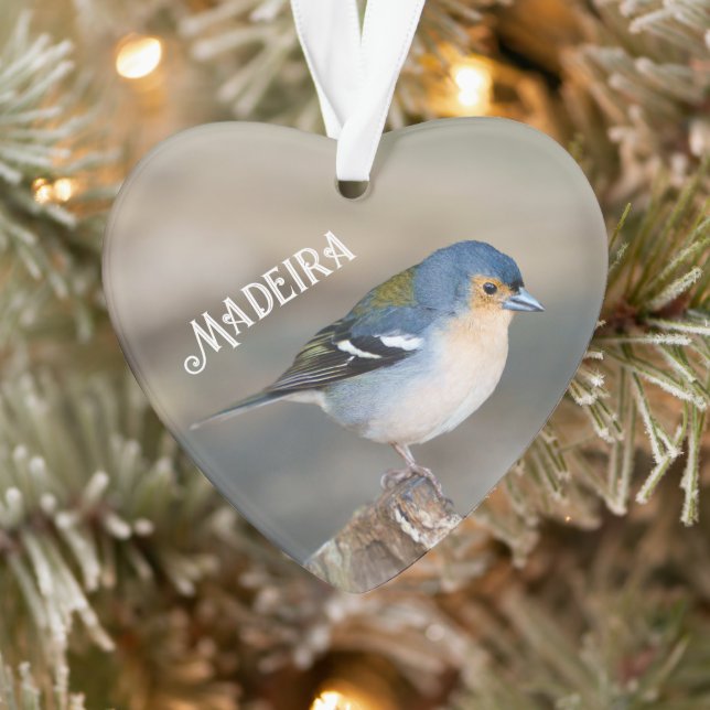 Pinson de Madère (Fringilla maderensis) (Arbre)