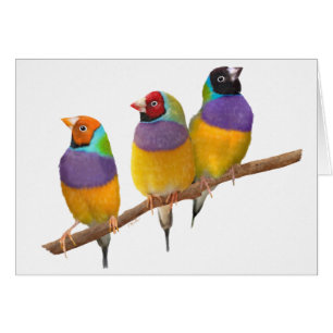 Pinsons colorés de Gouldian aux pastels