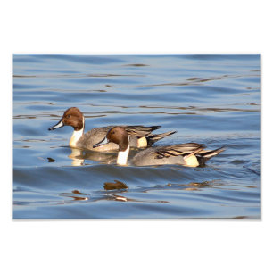 Pintail Ducks Photographie