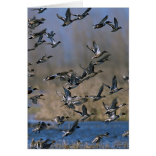 Pintails en vol