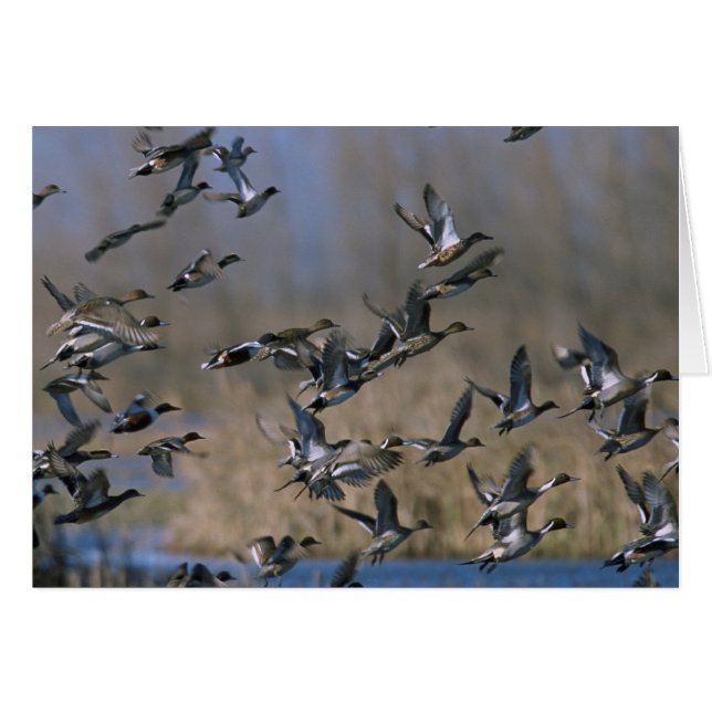 Pintails en vol (Devant horizontal)