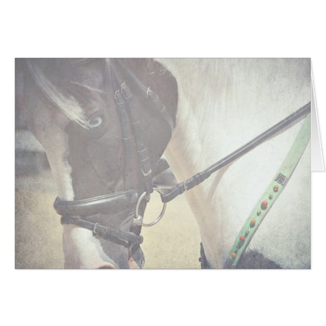 Pinto dans le cache (Devant horizontal)