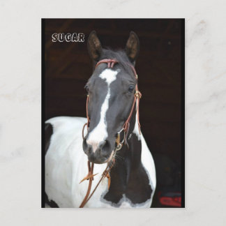 Pinto Filly nommé cheval carte postale "Sucre"