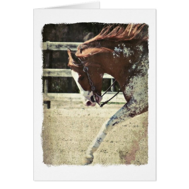 Pinto Horse Blank Inside Grey Card (Devant)