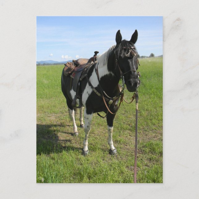 PINTO HORSE POST CARTE (Devant)