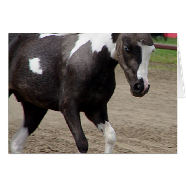Pinto Mini Horse (Devant horizontal)