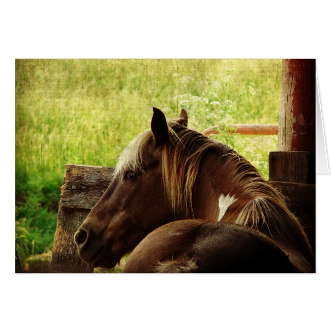 Pinto Pony (Devant horizontal)