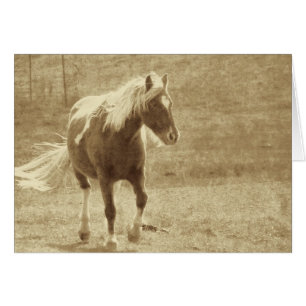 Pinto Pony Sepia