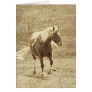 Pinto Pony Sepia, Fête des pères
