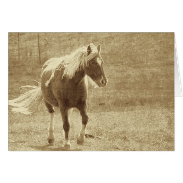 Pinto Pony Sepia Grunge (Devant horizontal)