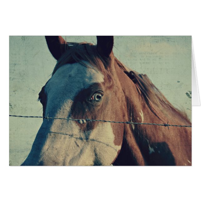 Pinto Song (Devant horizontal)