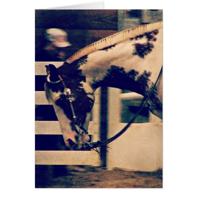 Pinto Western (Devant)