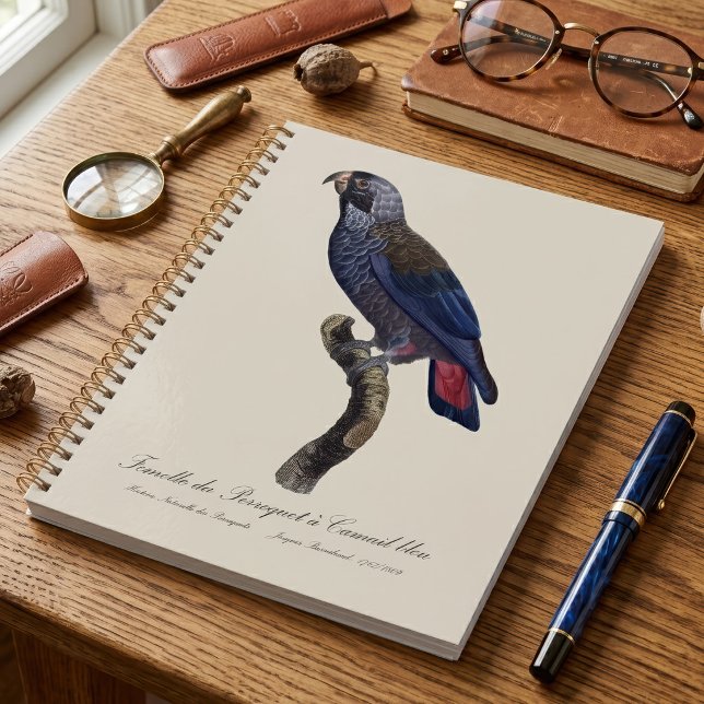 Pionus fuscus, ou Pione brune (Dusky Parrot or Dusky Pionus, Pionus fuscus. Planner)