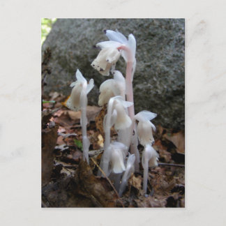 Pipe indienne 27 ~ carte postale