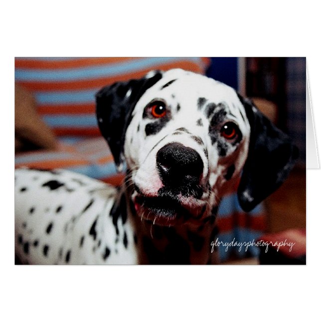 piqûre, glorydaysphotographie (Devant horizontal)