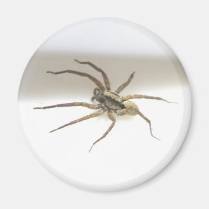 Pisaurana mira Magnet mâle